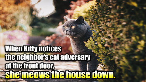 When Kitty notices the neighbor's cat adversary at the front door, she meows the house down.