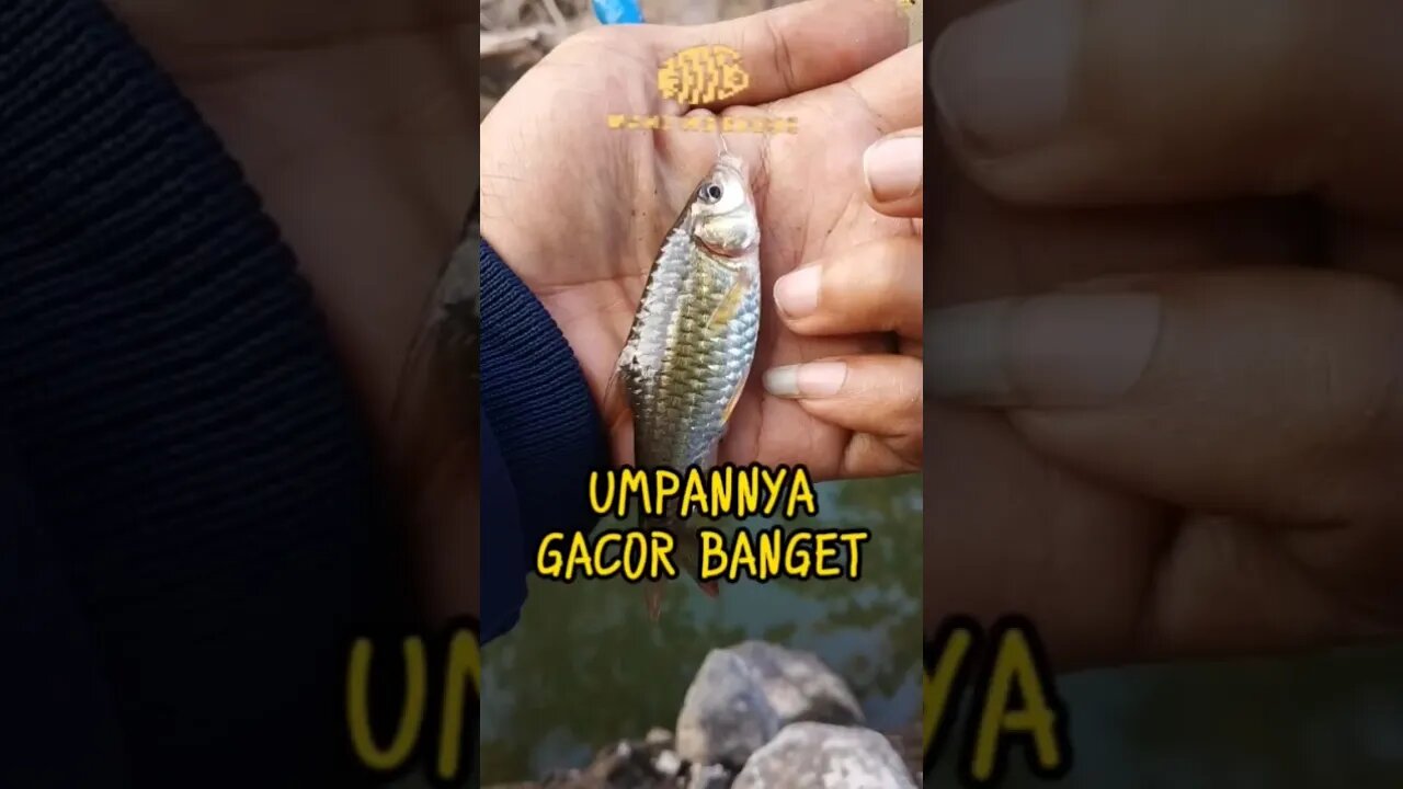 ASLI GACOR BANGET !! 🐟🐠 mancing ikan wader Beunteur pakai umpan racikan ini dapat poin babon