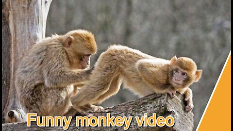 Have fun with monkeys and have fun with funny video animals