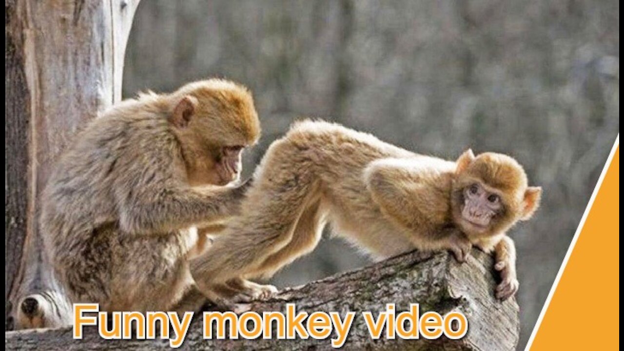 Have fun with monkeys and have fun with funny video animals