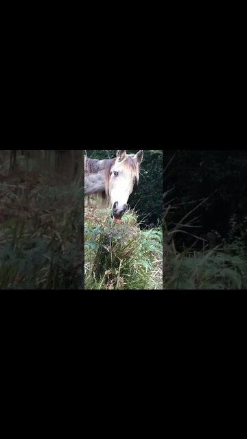 Horse pokes his tongue out at me