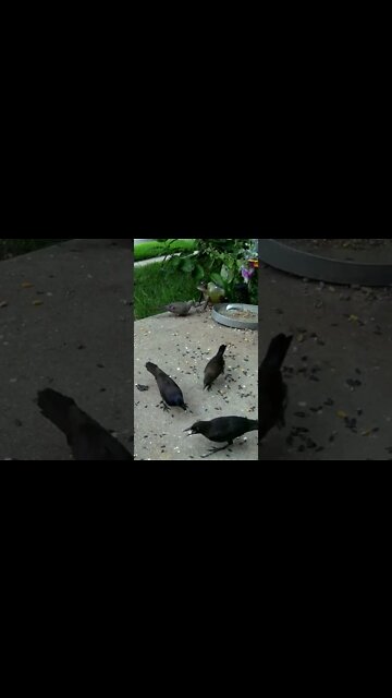 The Young Grackles Want The Peanuts #Shorts 🌞