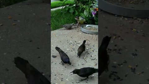 The Young Grackles Want The Peanuts #Shorts 🌞
