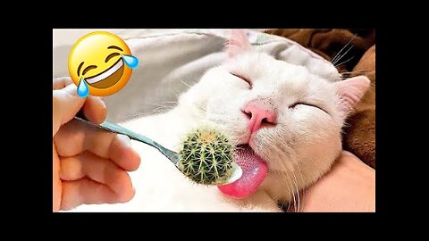 😹#9 Funny Animals/Pets Compilation🤣