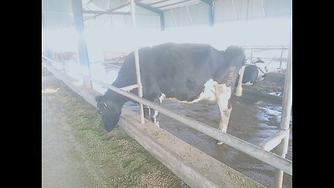 Nutritional management of dairy cattle