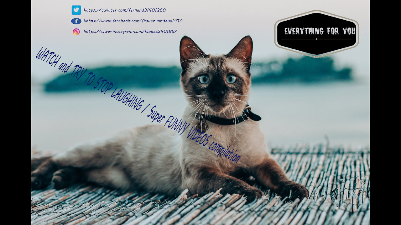 WATCH and TRY TO STOP LAUGHING