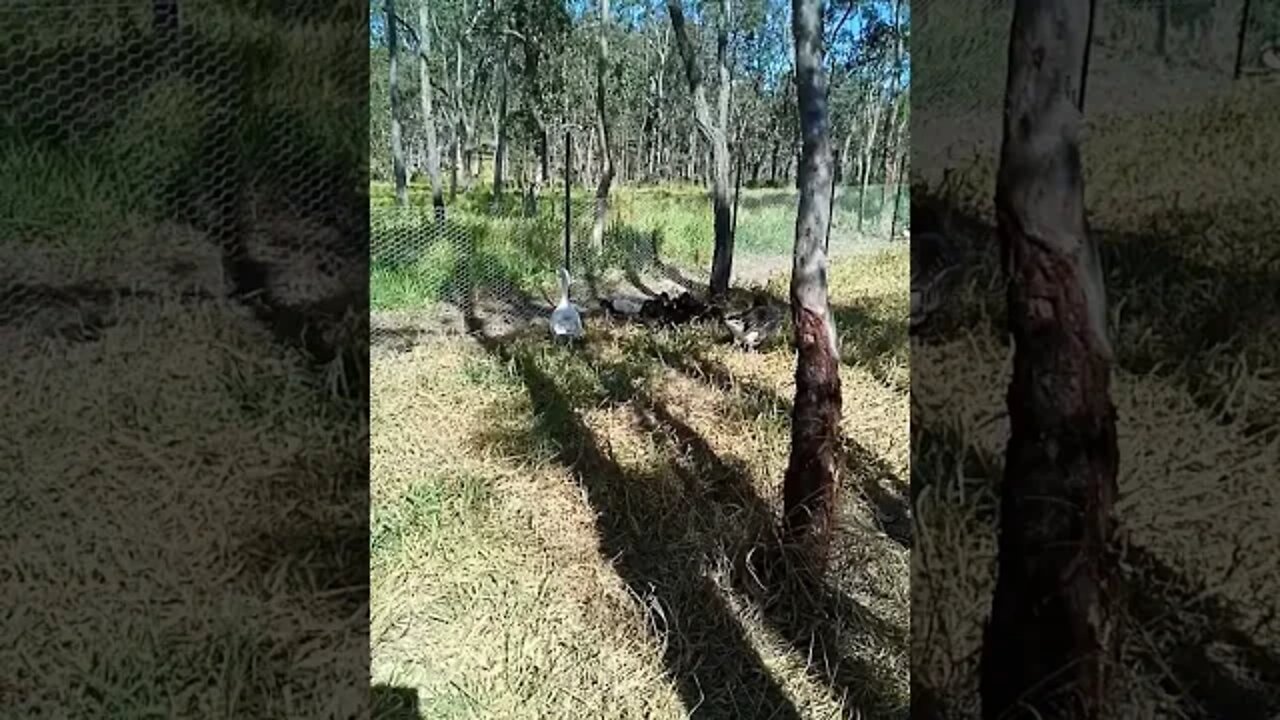 Ducklings are eating some grass while the Geese watch over them