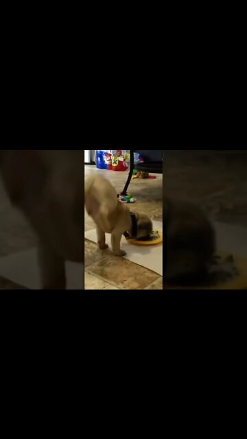 Best Funny Animal Videos| Try Not To Laugh| #shorts