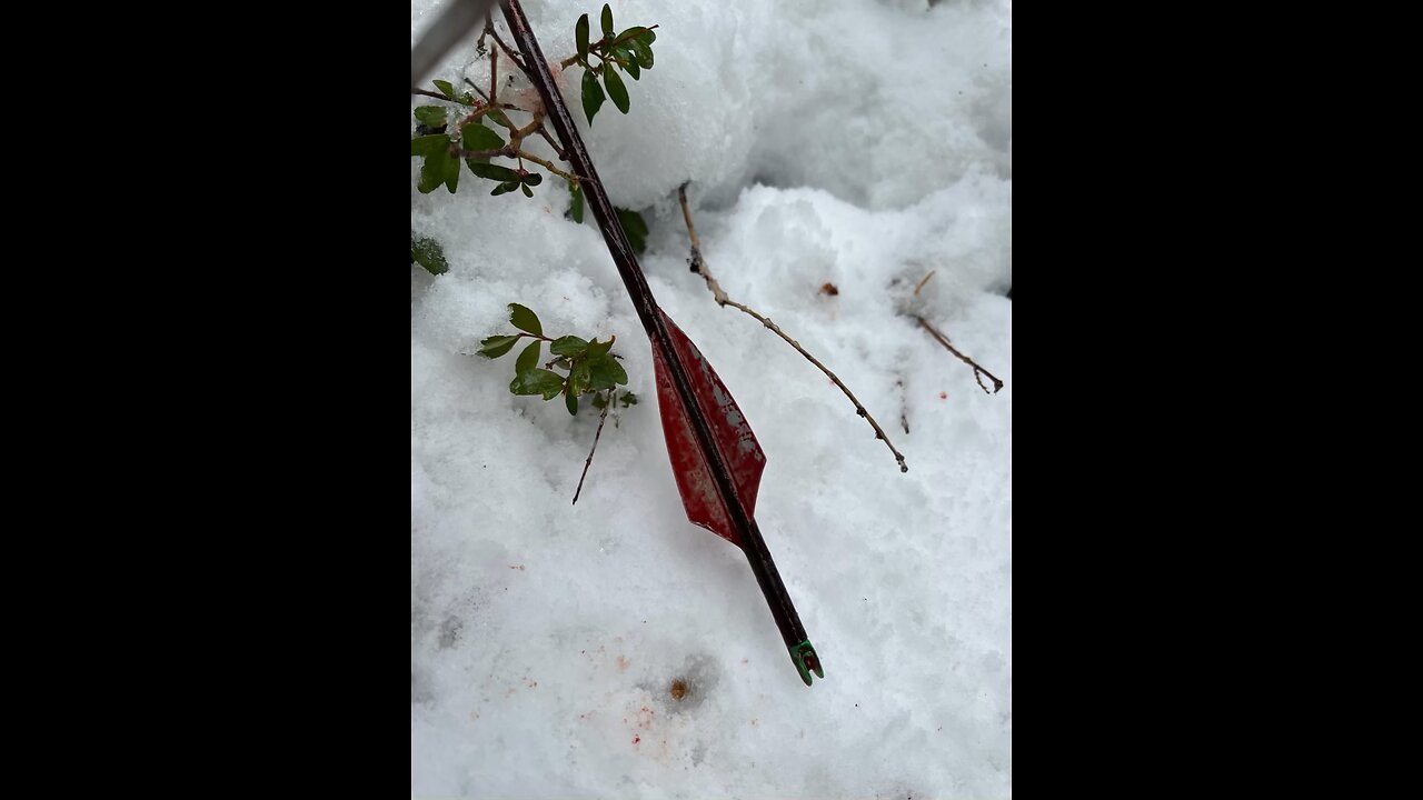 The Stalk Archery arrows
