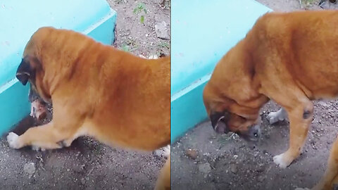 Doggy gives a kitten a respectful burial