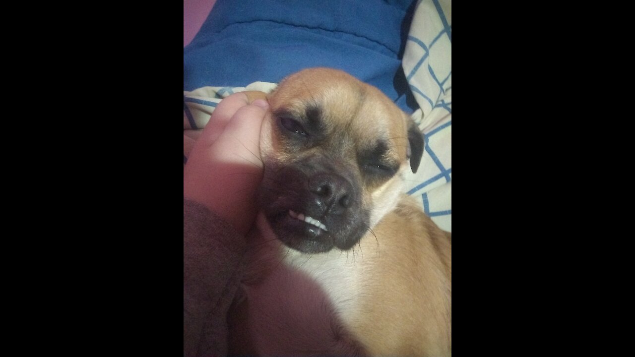 Pug r so cute
