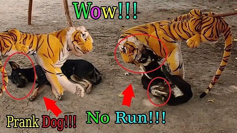 Troll Prank Dog Funny & fake Lion and Fake Tiger Prank To dog & Huge Box Prank to dog