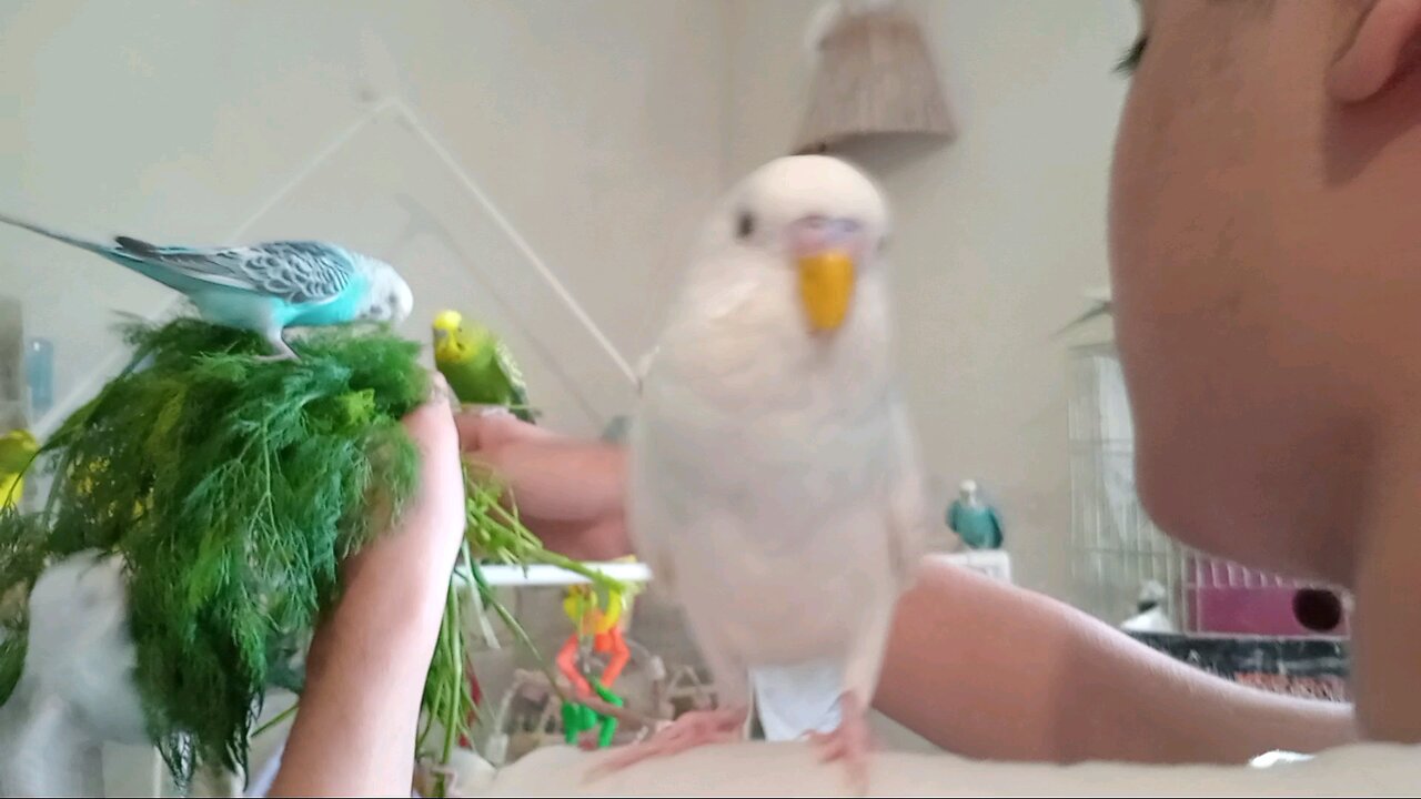 Budgies Eating Veg