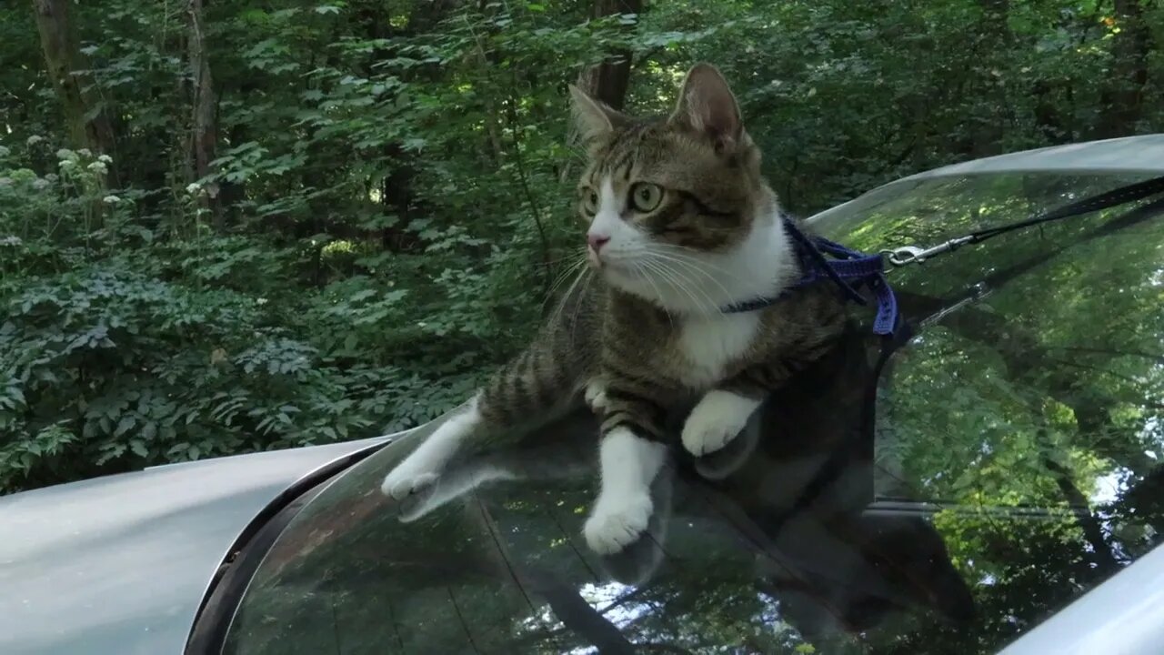 Naughty Cat Has Climbed on the Car