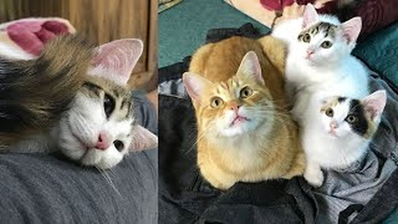 Cute Kittens - Funny and Cute Cat Videos Compilation 2023 -