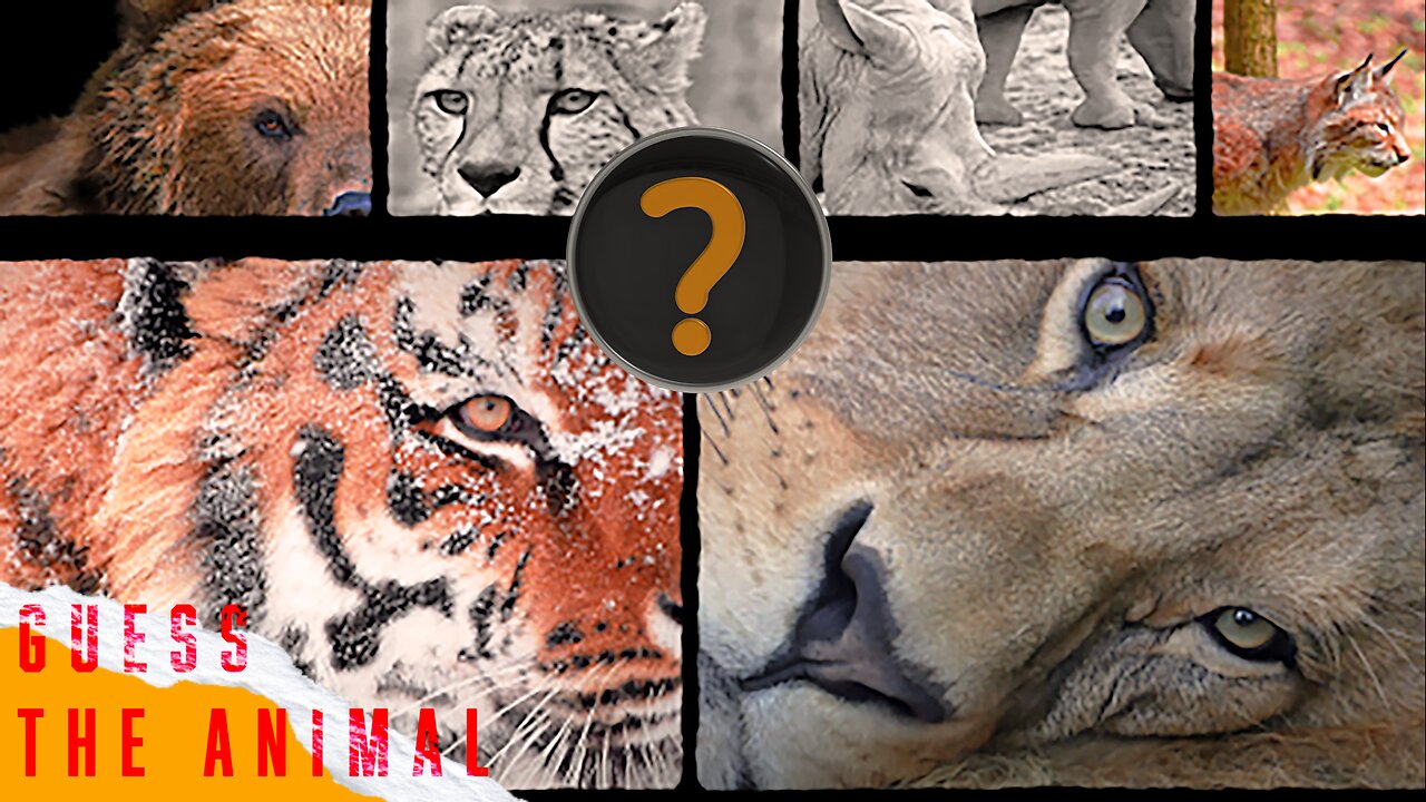 Guess the Animal | Fun Quiz for family & friends