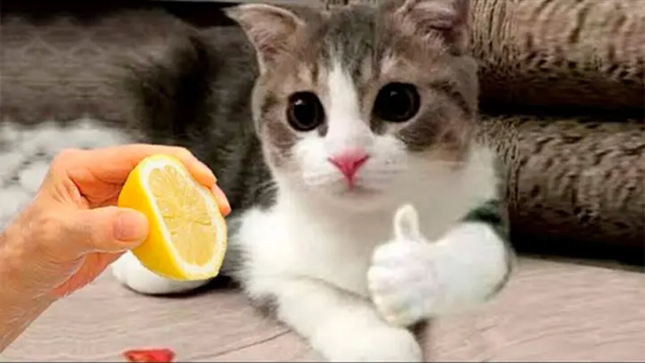 funny cute cat videos