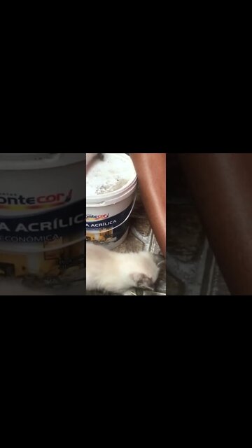 Segundo dia do filhote abandonado vídeo no canal