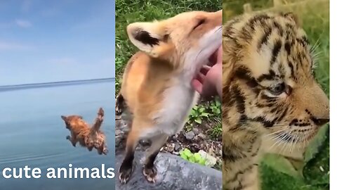 Best Funny Animal Videos of the year (2023), funniest animals ever #viral