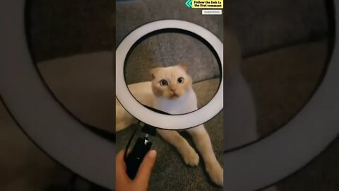 cute cat videos 😹 funny videos 😂 731 😻 #shorts #shortsfunny #cutecat #funnycat #catvideos #catscare