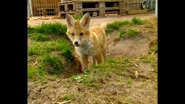 Guy Lives With Baby Fox