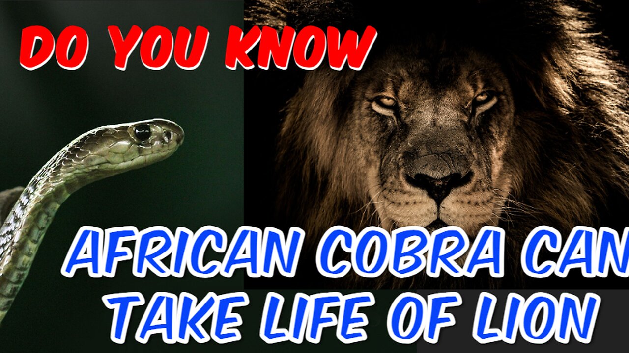 Cobra's Bite The African Cobra can take life of lion | facts about cobra