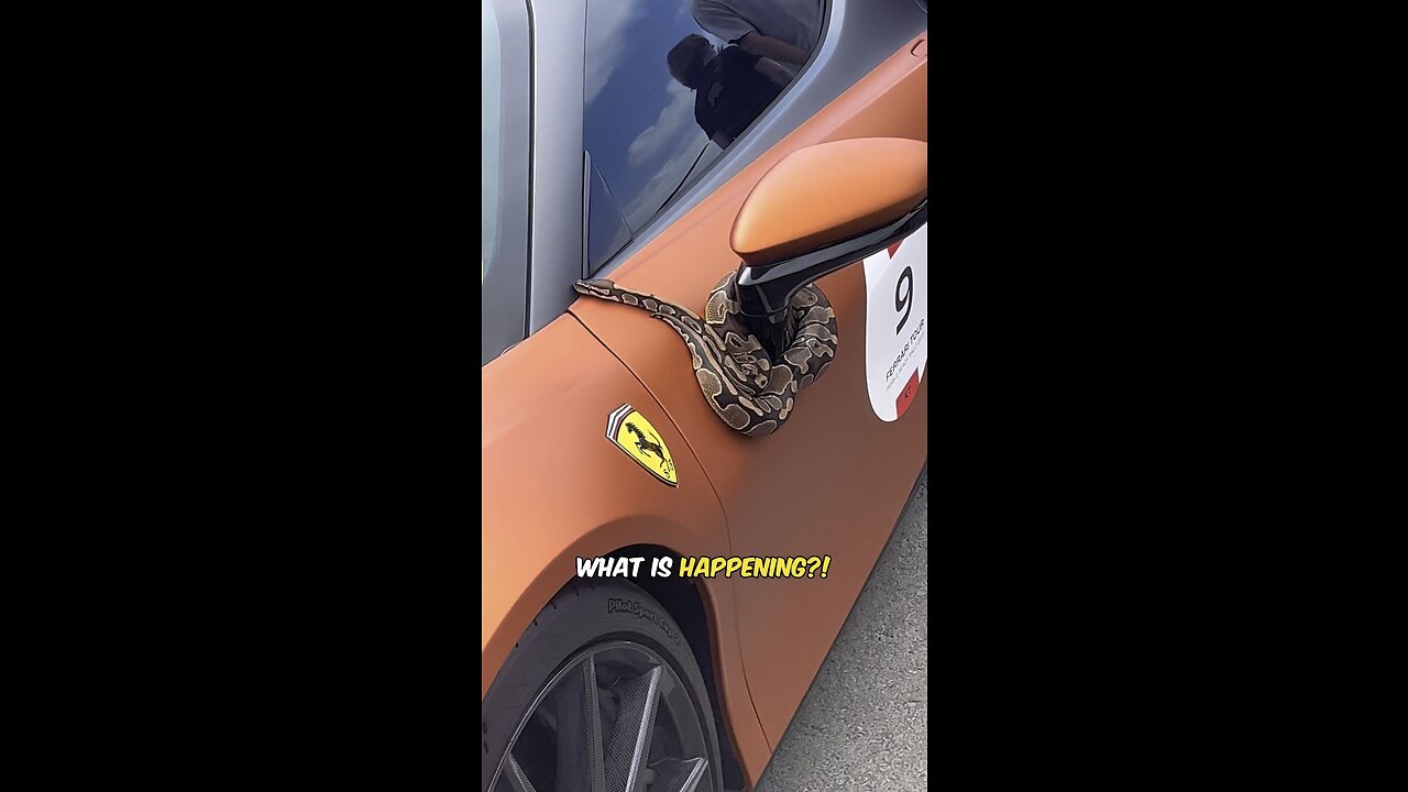 We put SNAKES on a $1,000,000 Dollar FERRARI!!?