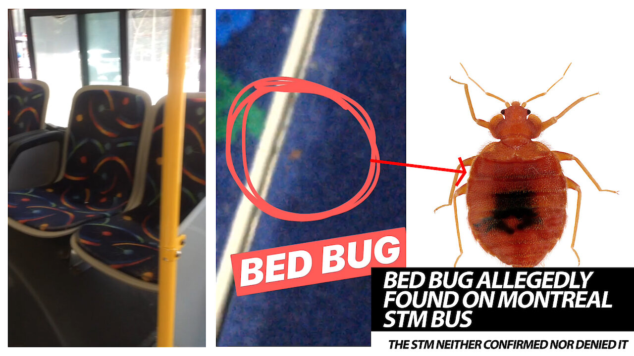 Bed Bug Allegedly Found On Montreal STM Bus