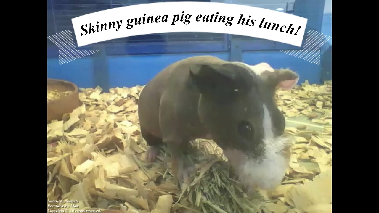 Skinny guinea pig eating his lunch, sounds yummy! [Nature & Animals]