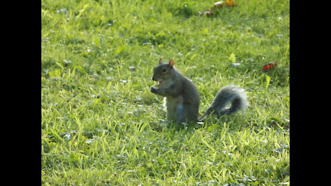 Hungry Squirrel