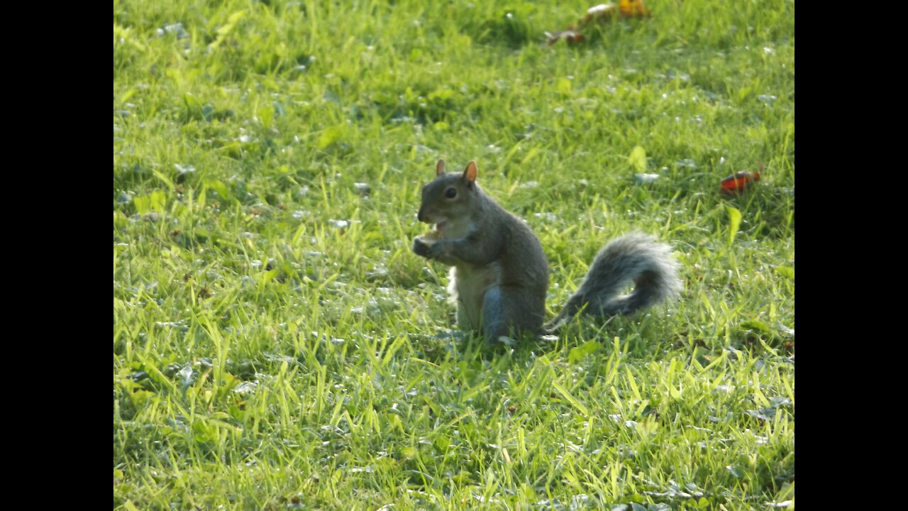 Hungry Squirrel