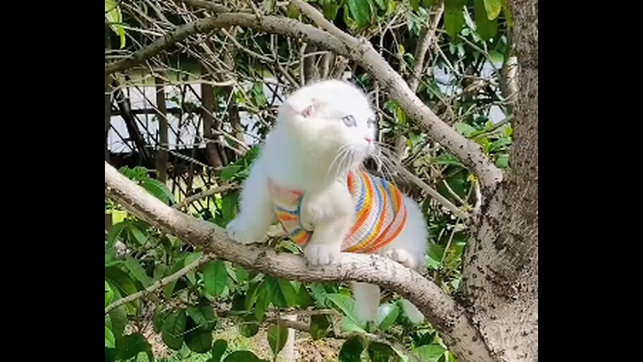 Look at that cat! It is climbing the tree.