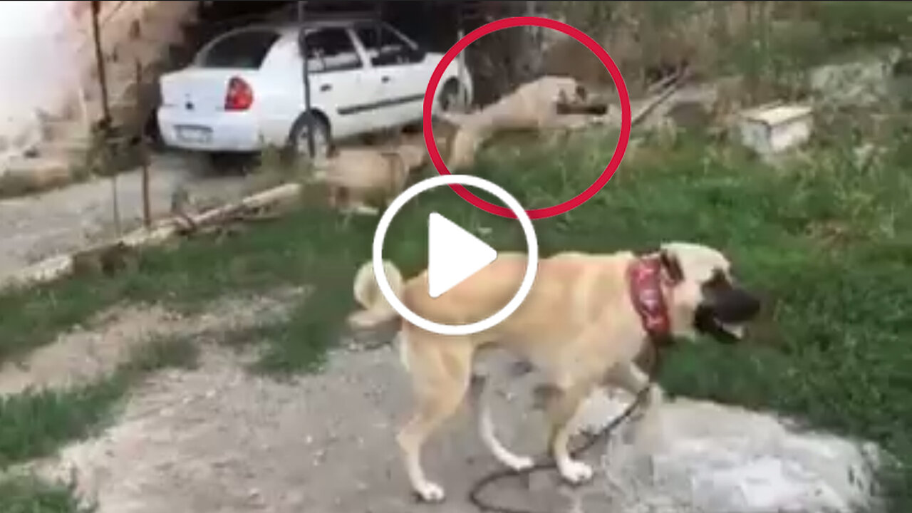 Giant and Young Malakli Shepherd Dogs Playtime