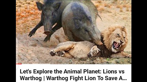 let's explore the animal planet lions vs warthog ! warthog fight lion to seve another warthog