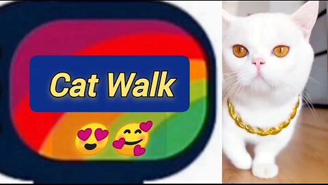 Cat Walk 😍