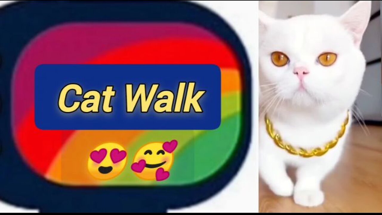 Cat Walk 😍