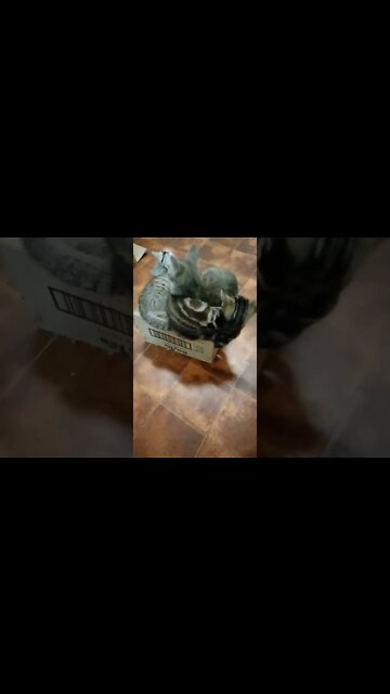 How many Kittens can fit on a little box