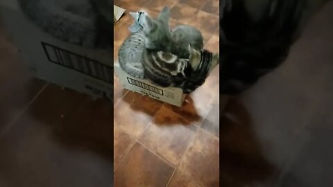 How many Kittens can fit on a little box