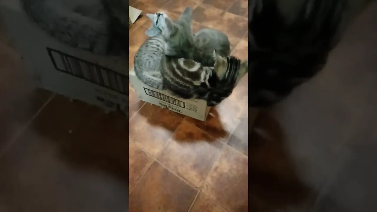 How many Kittens can fit on a little box