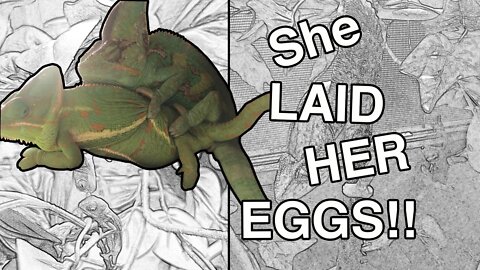 My Female Chameleon Laid Her Eggs!