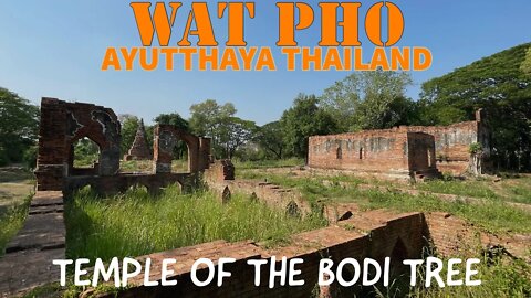 Wat Pho - Ayutthaya Historical Park - Temple of the Bodi Tree