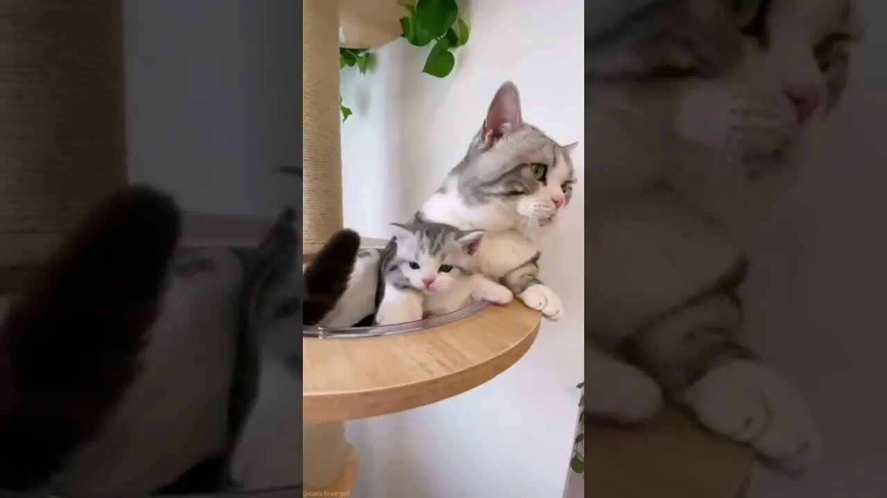 funny cat videos | cute cat videos| cute animals funny cats #shorts #shortsfunny #cutecat #funnycat