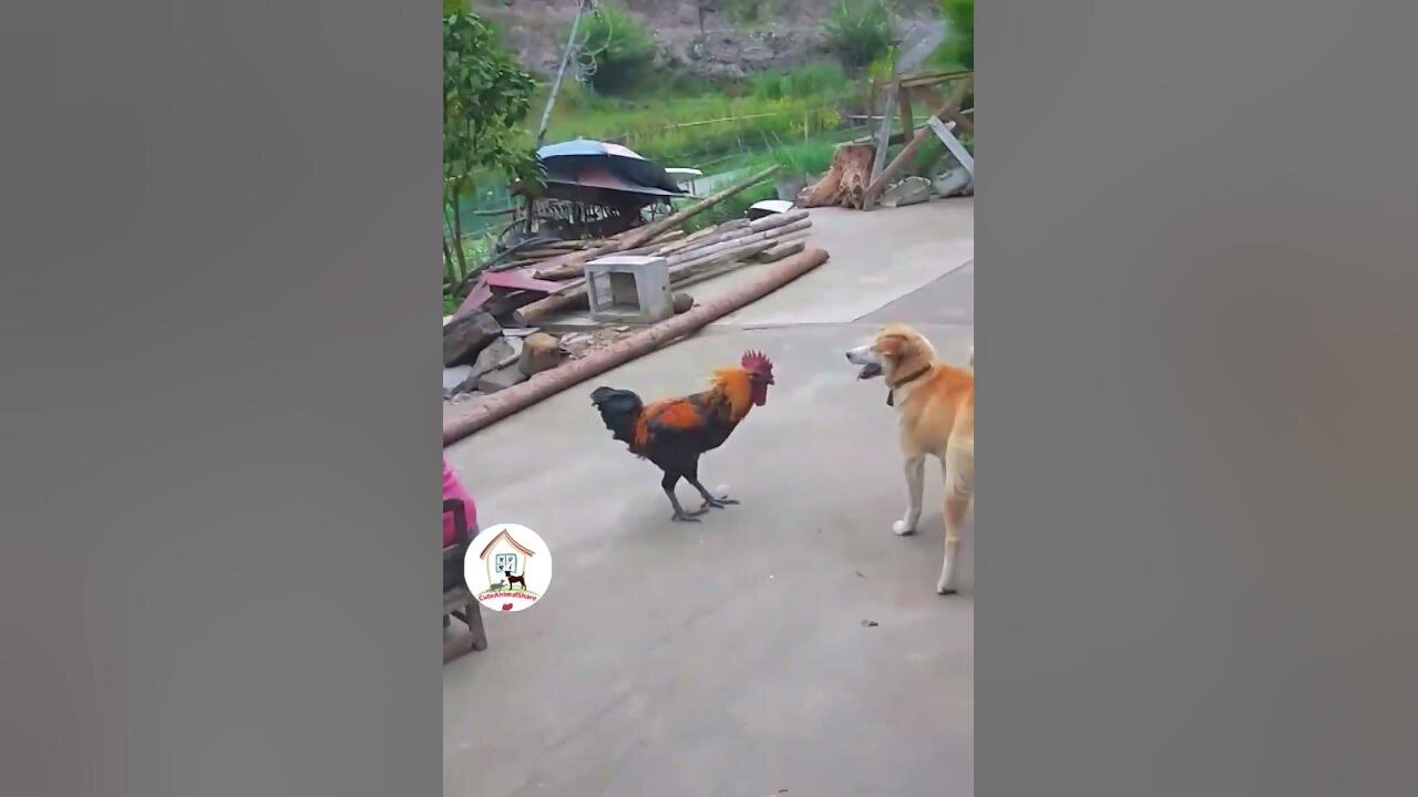 LOL, Funny Dog VS Rooster Latest Funny Animal Videos 🤣🤣