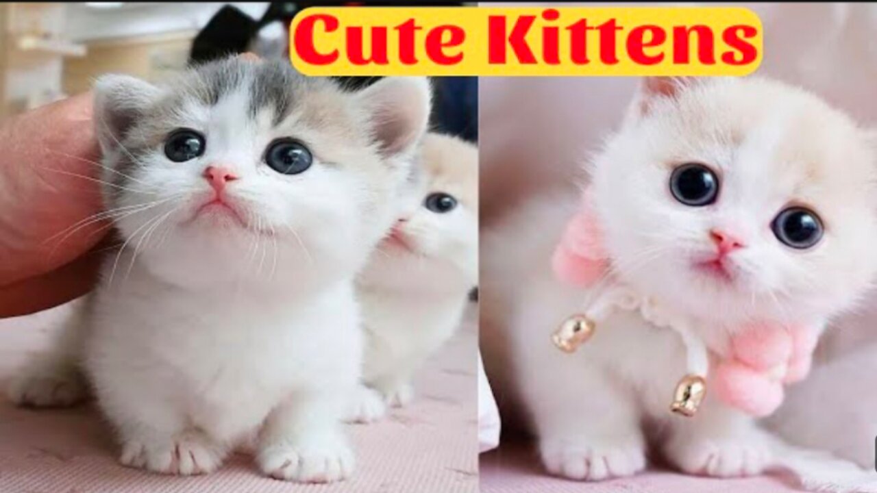 Cute kittens || Funny and cute cat playing video