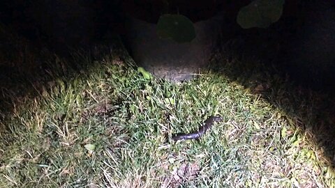 Wild Urban Safari - Giant Leopard Slugs - Friend or foe?
