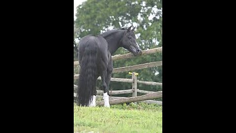 HORSE GETS EXCITED OVER GIANT BALL