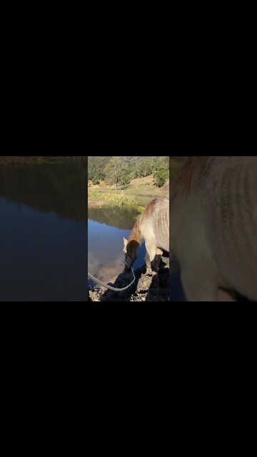 Remembering Arthur: His last drink from the creek before euthanasia 💔🥲 We miss you old boy