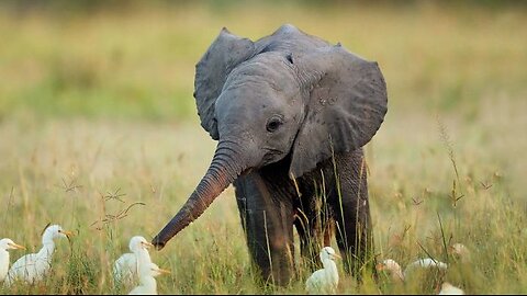 Cute behavior of baby elephant