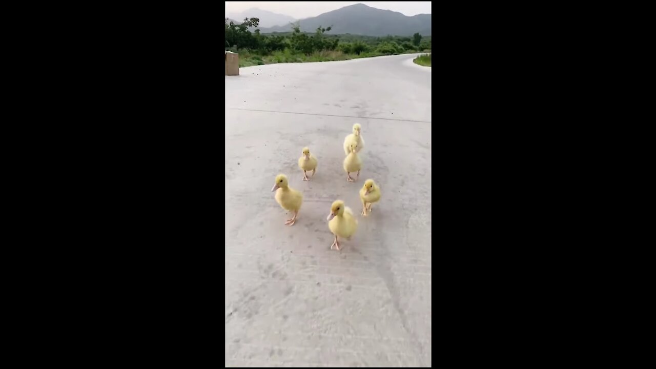 dog2 baby chick just some cute animals playing dove