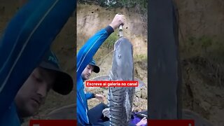 pescaria de gigante #fishing #shorts #fishclub